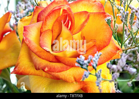 A close-up of a salmon-colored rose with red petal edges, wide open and intertwining leaves, surrounded by delicate blue adornments and green leaves Stock Photo