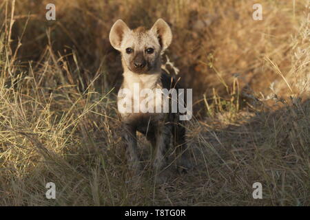 Juvenile hyena cub in the early morning sunlight Stock Photo