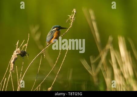 Male Kingfisher (Alcedo atthis) Perched along the river Exe at Salmon Pool on a Sunny Spring Morning. Exeter, Devon, UK. Stock Photo