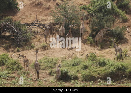 large Herd of Giraffe feeding in dry riverbed Stock Photo