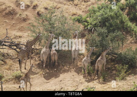 large Herd of Giraffe feeding in dry riverbed Stock Photo