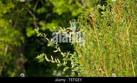 Male Kingfisher (Alcedo atthis) Perched along the river Exe at Salmon Pool on a Sunny Spring Morning. Exeter, Devon, UK. Stock Photo