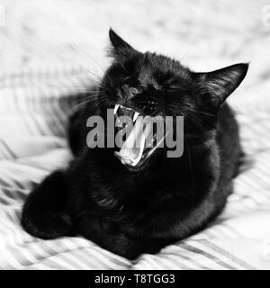 Yawning black tomcat on blanket Stock Photo