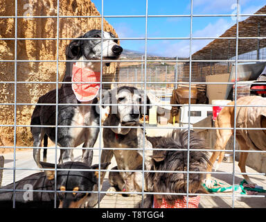 Dogs are waiting in their cages behind bars to new owners, three large and two small dogs together in a compartment, nicely done with neckerchiefs, be Stock Photo