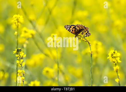Single orange painted lady butterfly in a field of bright yellow mustard wildflowers. Stock Photo