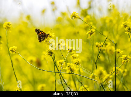 Single bright orange painted lady butterfly in field of yellow mustard wildflowers. Stock Photo
