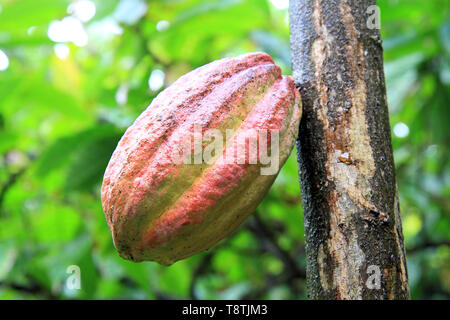 Cocoa pod growing on a tree, Pointe Noire, Grande-Terre, Guadeloupe, Caribbean islands, France Stock Photo