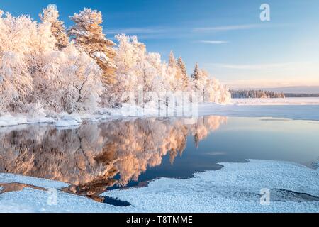 Snow-covered trees reflected in a semi-frozen lake, Pallas-Yllastunturi National Park, Muonio, Lapland, Finland Stock Photo