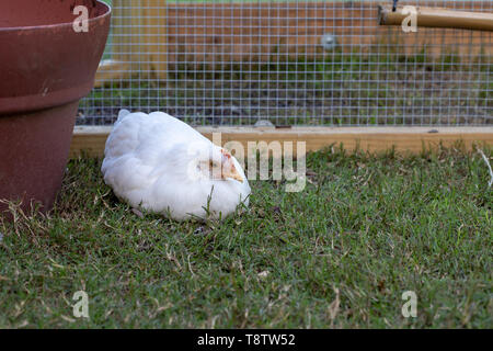 Pullet Chicken with white feathers resting in a backyard chicken run Stock Photo