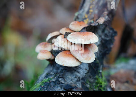Hypholoma lateritium, known as brick cap and brick tuft mushroom, wild mushroom from Finland Stock Photo