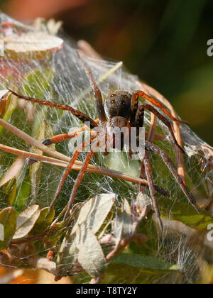 Raft spider, Dolomedes fimbriatus, a female guarding nest Stock Photo