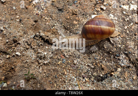 A large brown snail crawls on the ground and carries its house on its back Stock Photo