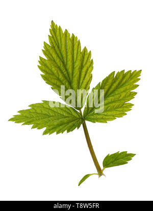 Raspberry leaf bloom isolated on white background Stock Photo