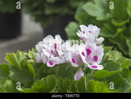 White geranium flowers with pink spots and green leaves closeup macro photo. Stock Photo