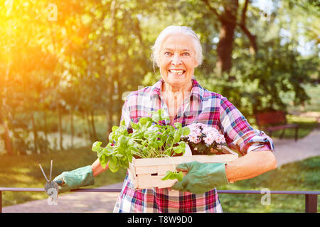 Happy senior woman in summer gardening with flowers and herbs for planting Stock Photo