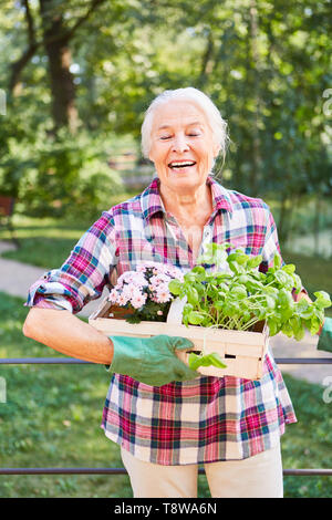 Senior in the summer in the garden with flowers and basil for transplanting Stock Photo