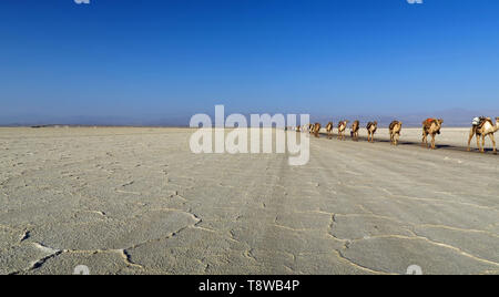 Camel Caravan across Danakil Desert, Ethiopia, Africa Stock Photo