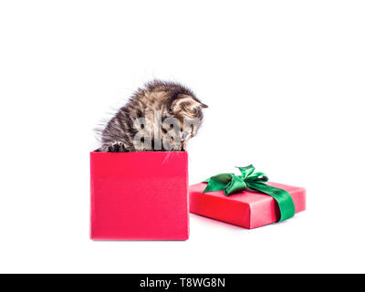 Little tabby kitten in red gift box with a bow Stock Photo
