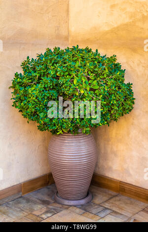 Floor interior decorative flower near the wall in the high pot. Stock Photo