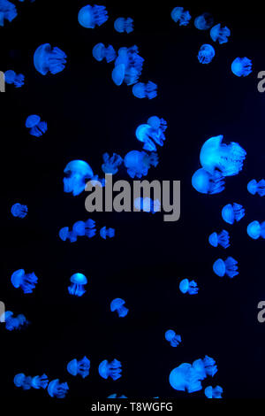 Small jellyfish in a decorative aquarium with blue backlight.