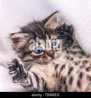 Beautiful fluffy tabby kitten with a big blue eyes Stock Photo