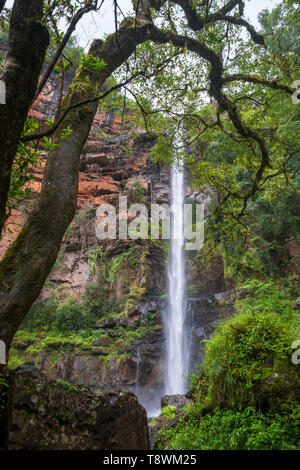 Lone Creek Falls, dramatic waterfalls in forested area in the Blyde River Canyon, Panorama Route between Graskop and Sabie, Mpumalanga, South Africa. Stock Photo