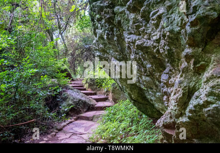 Path leading to the Lone Creek Falls, dramatic waterfalls in forested area in the Blyde River Canyon, Panorama Route, Sabie, Mpumalanga, South Africa.