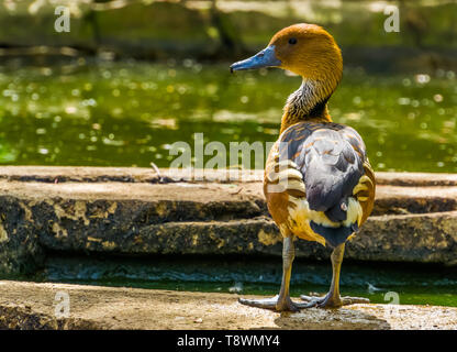 closeup of a fulvous whistling duck standing at the water side, tropical bird specie from Africa and America Stock Photo