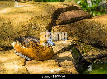 fulvous tree duck sitting on a rock at the waterside, tropical bird specie from America and Africa Stock Photo