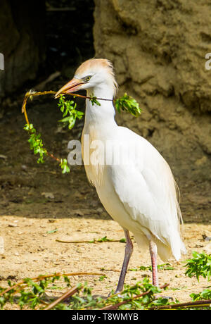 closeup of a cattle egret holding a branch, Heron collecting branches, Bird breeding season during spring, Seasonal animal behavior Stock Photo