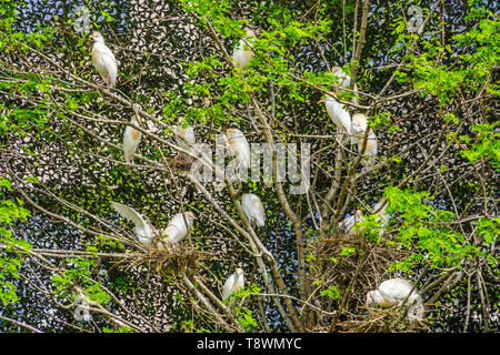 tree filled with a family of cattle egrets, Birds nesting in a tree, bird breeding season during spring Stock Photo