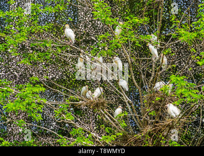 large group of cattle egrets with nests in a tree, birds nesting in a tree, bird breeding season in spring Stock Photo