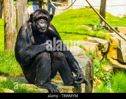 beautiful portrait of a large adult chimpanzee, tropical monkey from Africa, Endangered animal specie Stock Photo