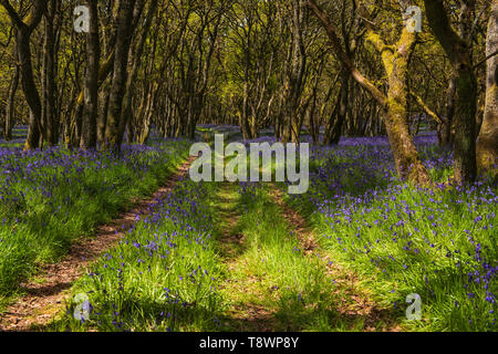 Ruthven Bluebell wood on the bank of the River Isla, Angus, Scotland.