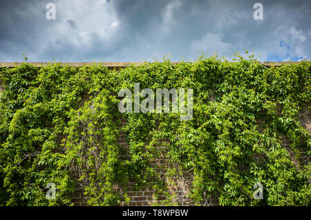 Green vine on an old garden wall with dramatic stormy sky. Stock Photo
