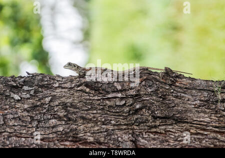 lizard on tree trunk, closeup. Stock Photo
