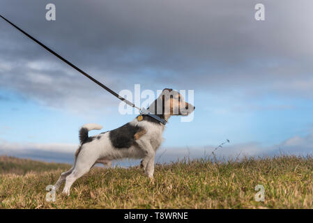 Dog and storm clouds - jack russell terrier. somber mood on a meadow in front of a dark sky Stock Photo