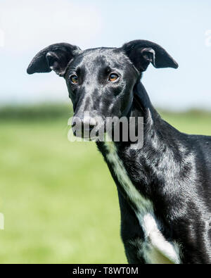 spanish galgo dog Stock Photo