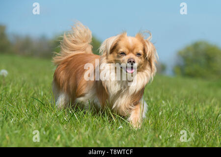 tibetan spaniel Stock Photo