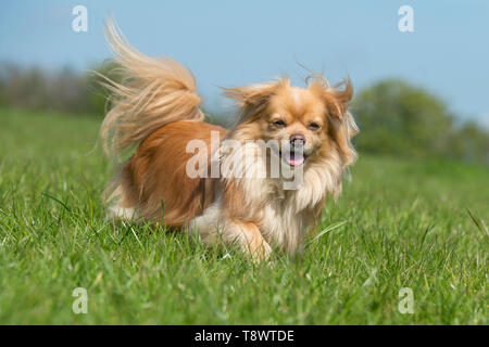 tibetan spaniel Stock Photo