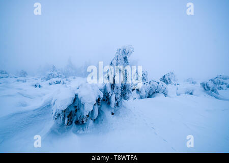 Foggy winter landscape deep in snow with trees Stock Photo