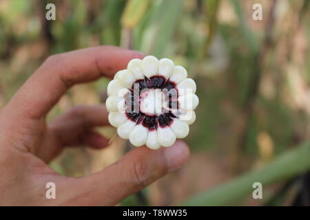 White Maize ear with cross section that show colors of purple cob on a human hand. Stock Photo