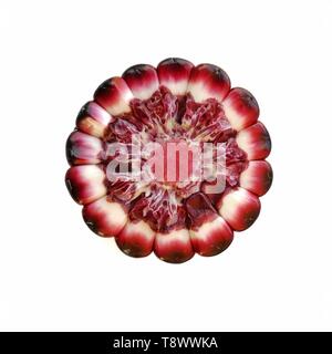 Cross section of Purple Corn ear that show colors of cob and kernel. Stock Photo