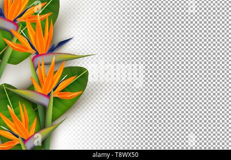 Flower, plant with transparent background Stock Vector Image & Art - Alamy