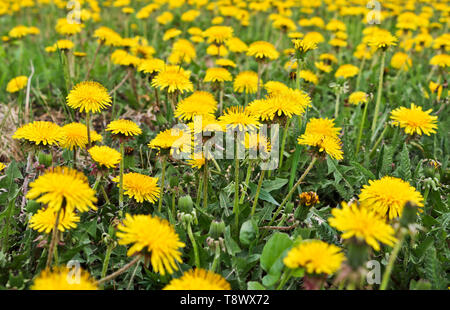 Flowering dandelions in the meadow. Bright yellow summer flowers. Soft selective focus Stock Photo