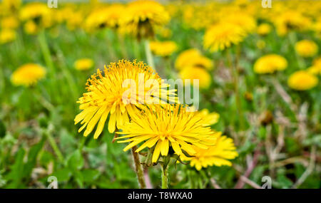 Flowering dandelions in the meadow. Bright yellow summer flowers. Soft selective focus Stock Photo