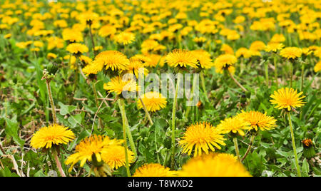Flowering dandelions in the meadow. Bright yellow summer flowers. Soft selective focus Stock Photo
