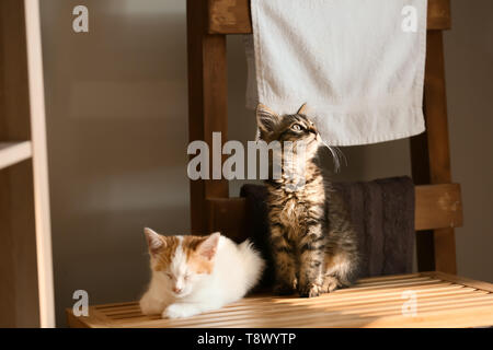 Cute little kittens on box in bathroom Stock Photo