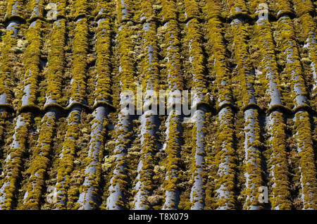 Green moss-covered slate roof of an old village house close-up Stock Photo