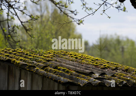 Green moss-covered slate roof of an old village building close-up Stock Photo